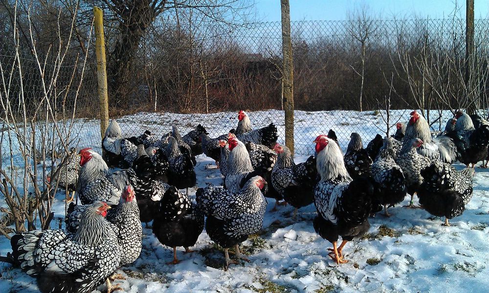 кури породи віандот-виандот серебро 8 місячні є вайбер