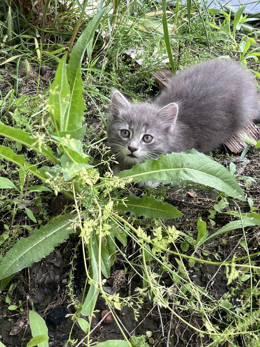 Кошенята безкоштовно