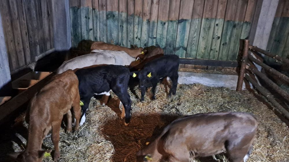 Sprzedam cielaki mięsne byki jalowki Ujście dostaw cała Polska w cenie