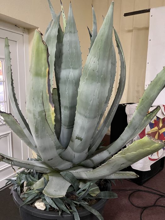 Квітка Агава, велика.