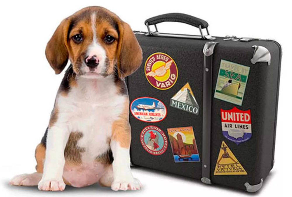 Срочное оформление документов для животных