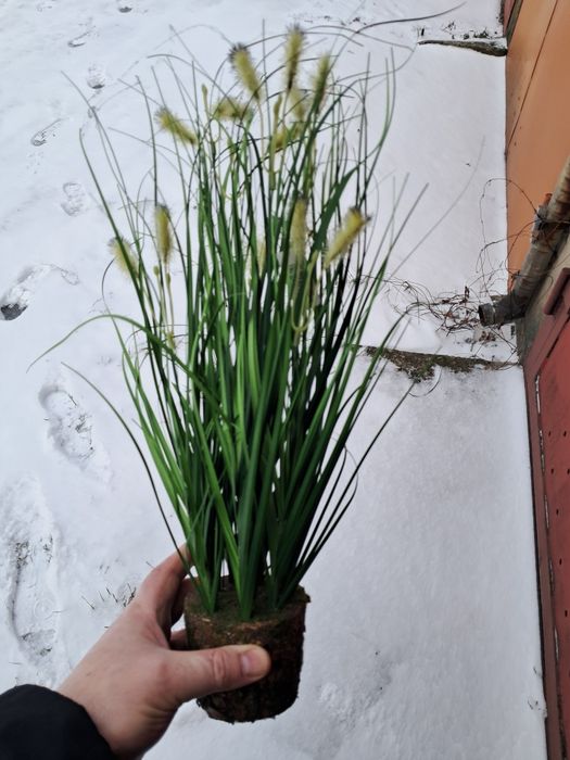 Roślina do akwarium nowa okazja polecam