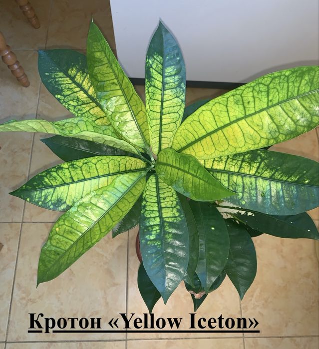 Кротони різні. Кротон