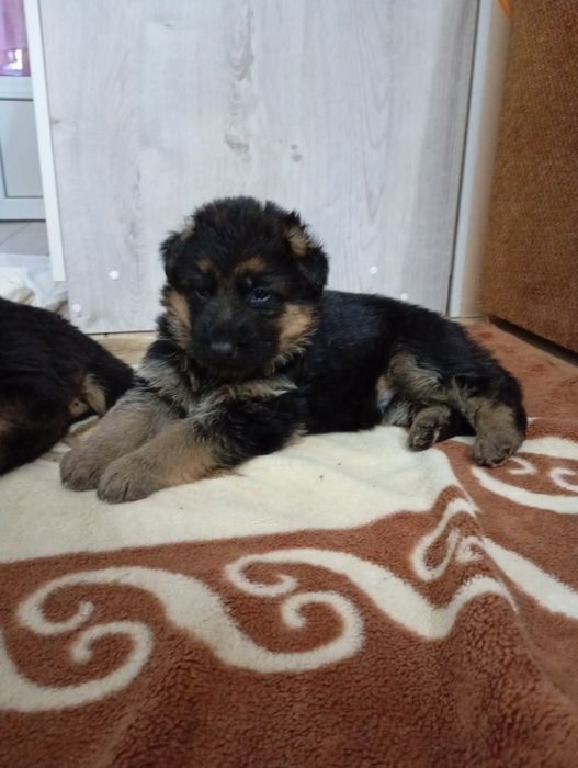 Цуценята німецької вівчарки