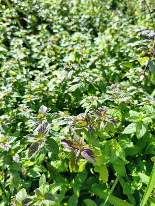 Sianko wiejskie jurajskie ziołowe mix 4sz x 1kg