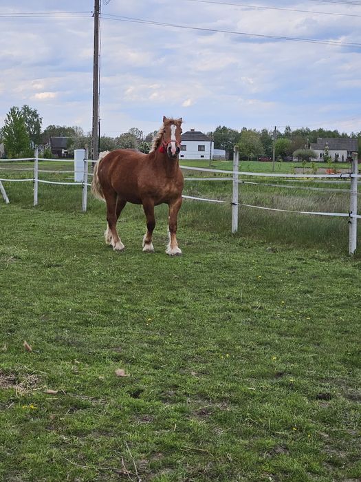 Klacz w typie sztumskim