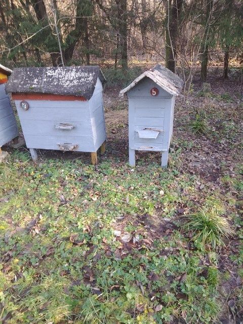 Ule z pszczołami 450