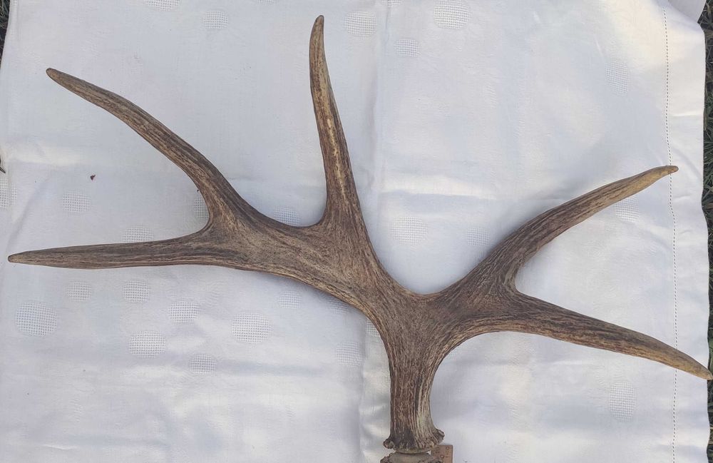 Продам роги оленя (пара)