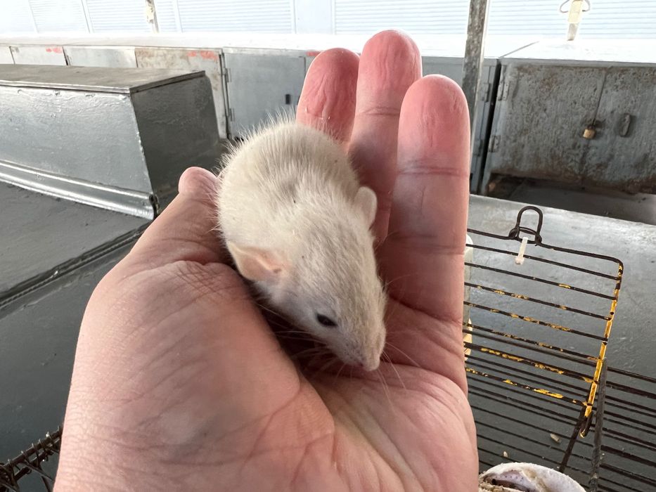 Малыши крысок (от 3х недель) ручные !!