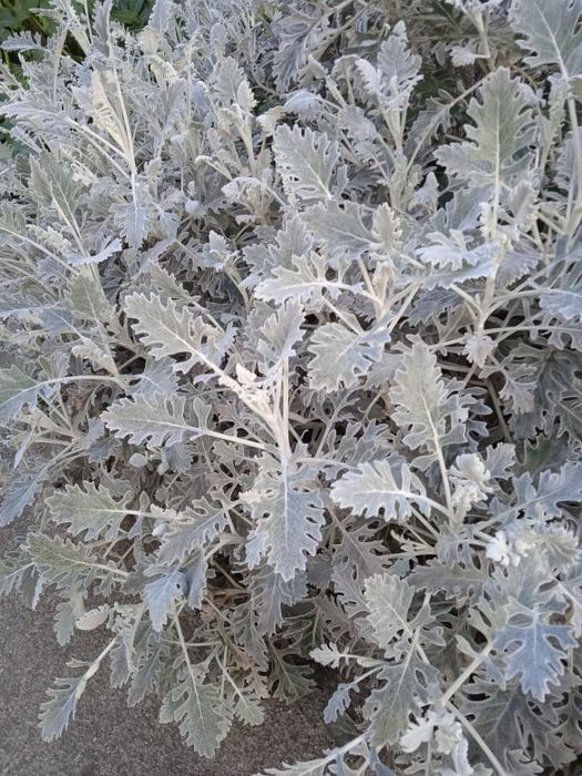 Vendo flores naturais para fazer arranjos