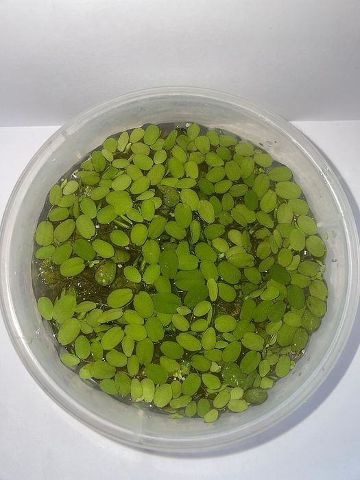 Planta flutuante - Salvinia auriculata