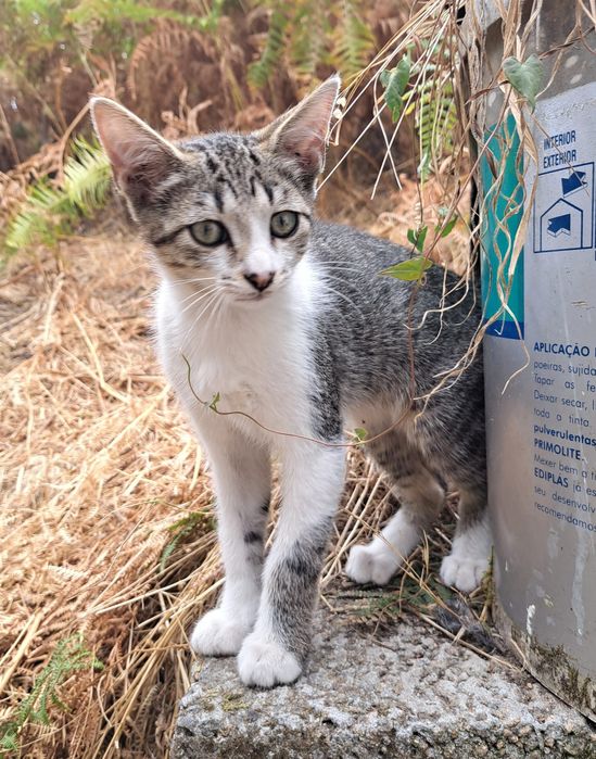 Gatinhos para adoção responsável – cerca de 4 meses