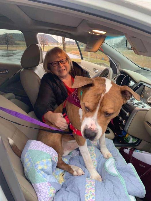 Офіційний Паспорт і чіп для ваших тваринок — ЄС / UK