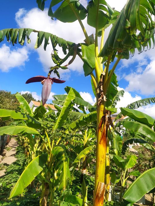 Coração de Bananeira Umbigo de Bananeira.