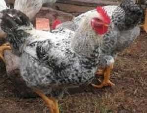 Инкубационное яйцо кур Мастер Грей