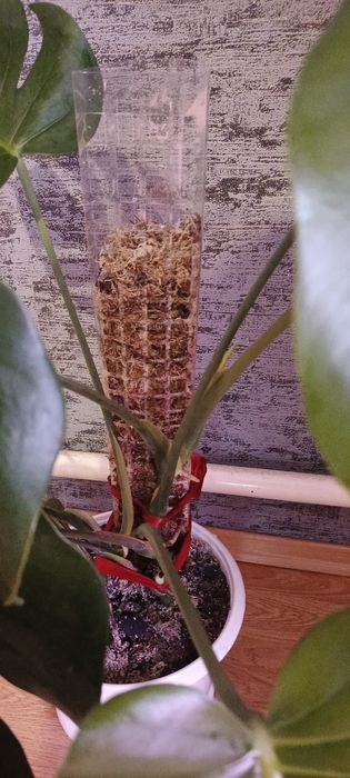 Монстера деліціоза на моховій опорі