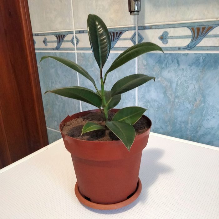 Продам молодий фікус з горщиком