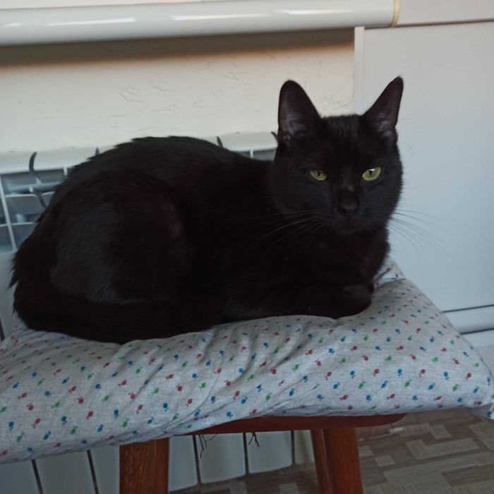 Котик шукає господарів