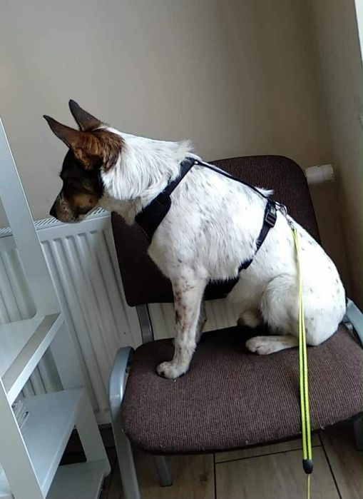 Pies w typie terriera