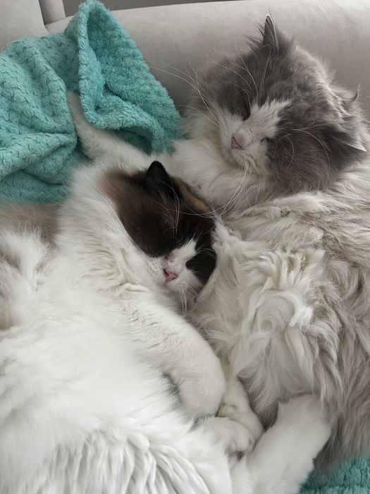 Oddam do adopcji dwa rodowodowe koty rasy Ragdoll