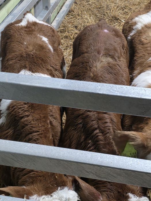 Byczki simentale 10 sztuk