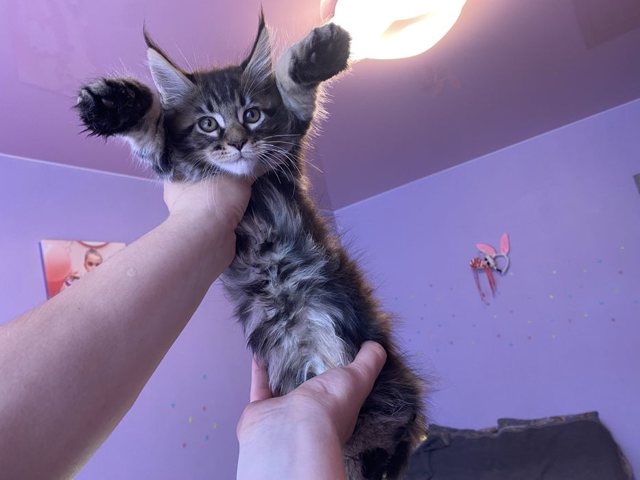 Котята мейн кун чистокровные