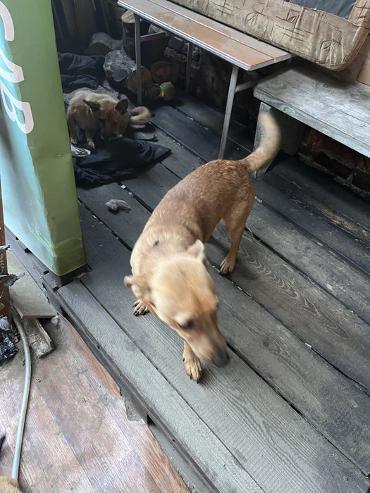 Віддаємо собачку хлопчик