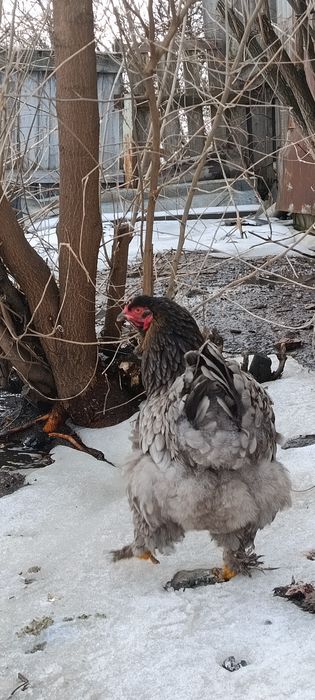 Инкубационные яйцо Брама