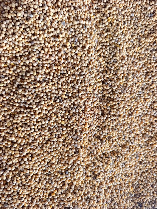 Продам сою середньостигла на насіння РАУНДАПОВСЬКА