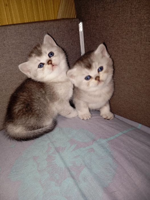 Шотландські кошенята в забарвленні золота та срібляста шиншила