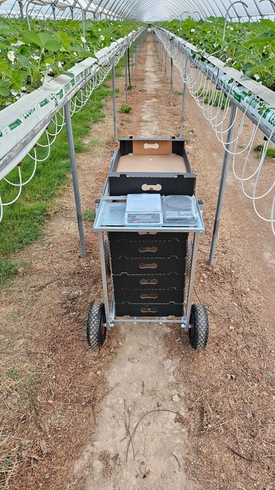 Wózek transportowy OCYNK tunel wózeczki do zbioru truskawki malin owoc