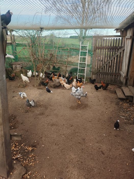 Sprzedam koguty i gołębie