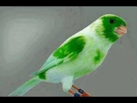 Vendo roseicolis criados a mão meiguinhos