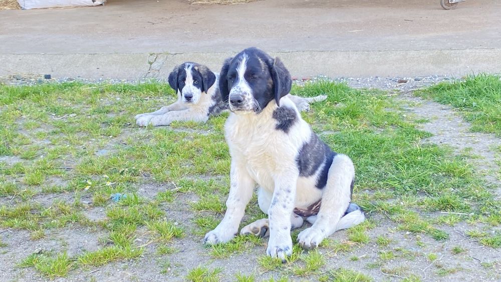 Cachorro Rafeiro do Alentejo