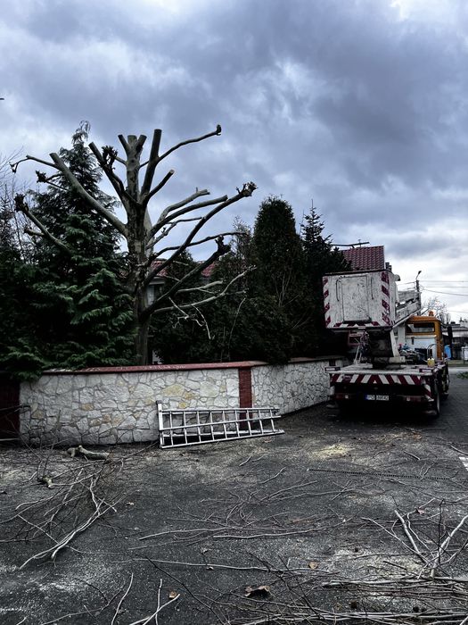 Wycinka Przycinka drzew redukcja korony podnosnik koszowy