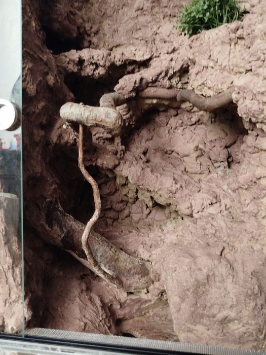 Terrarium dla gekonów