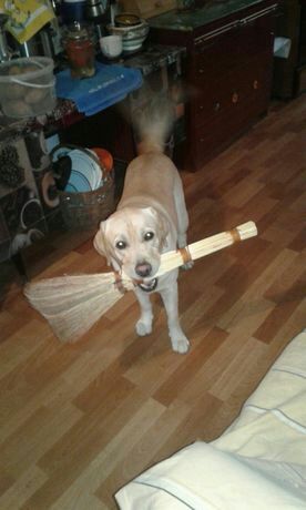 Передержка собак.