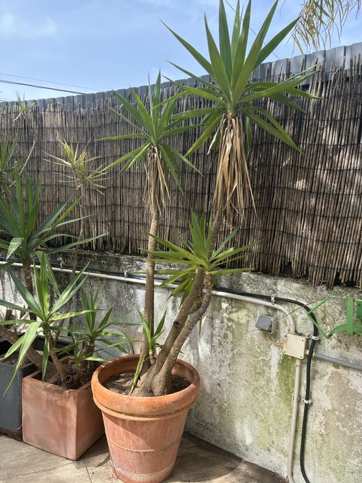Conjunto de yuccas adultas em vasos – jardim pronto