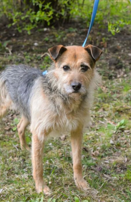 Dasz szansę grafiemu?