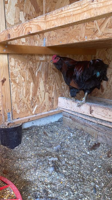 Galo Araucana -