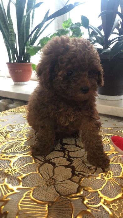 Неймовірні той пуделята