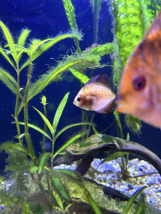 Paletki 3 sztuki z pokarmem.