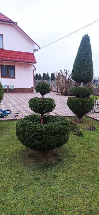 Ландшафтний дизайн.Догляд за газоном. Догляд за рослинами