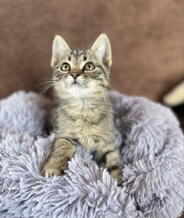Котята бесплатно