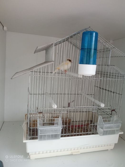 Canários mais gaiolas