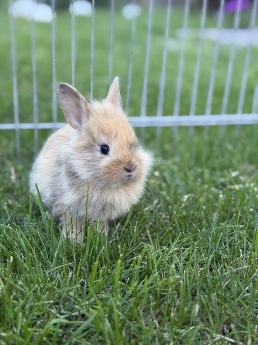 Króliczki miniaturowe miniaturki teddy karzeł niderlandzki