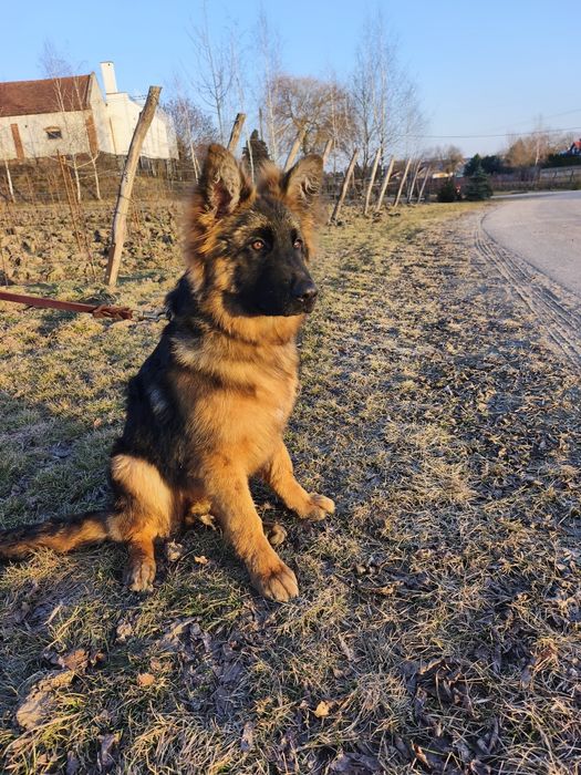 Owczarek Niemiecki Długowłosy