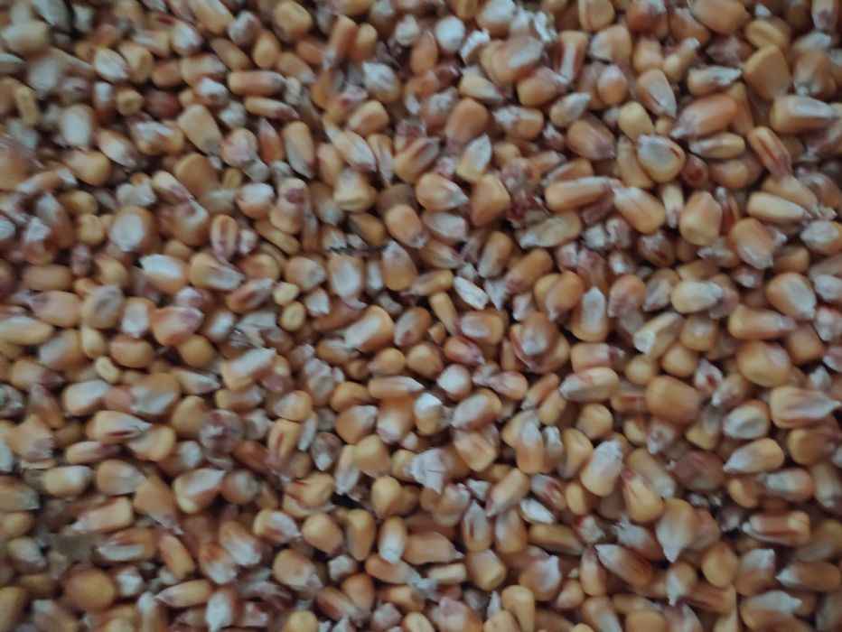 Кукурудза суха цього року