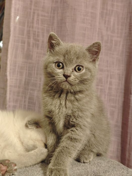 REZERWACJA Kot szkocki niebieski