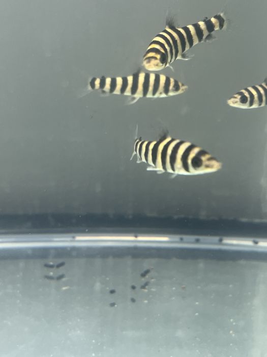 Leporinus affinis 5/6cm!